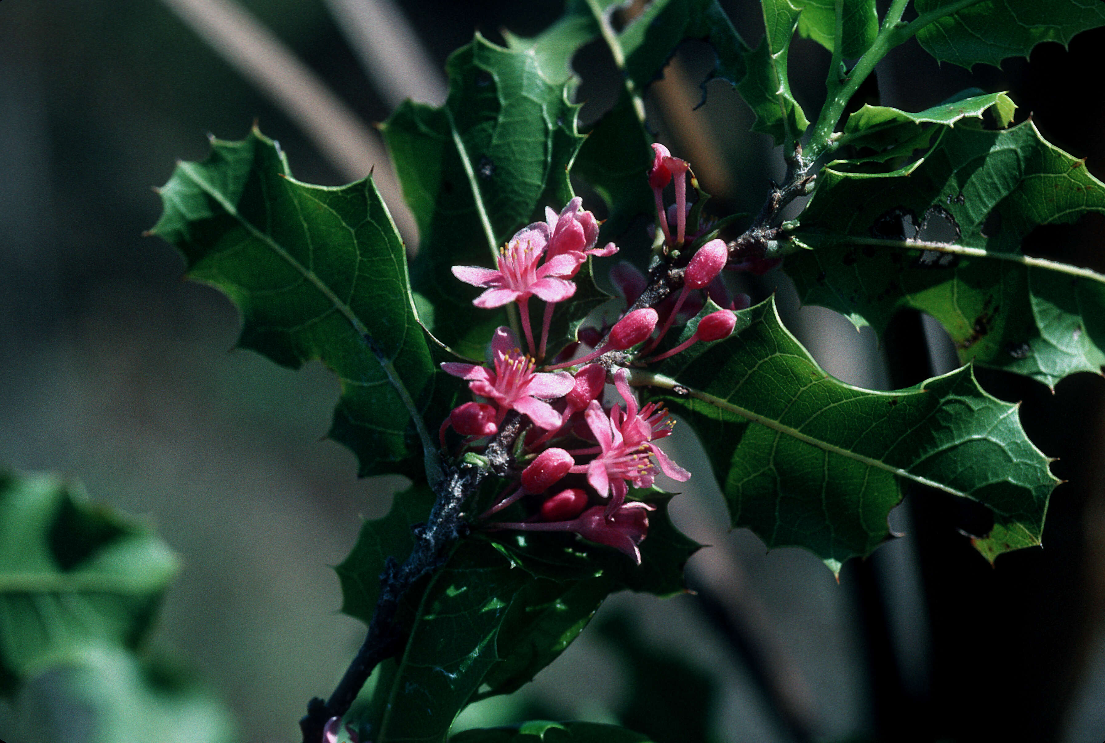 Image of Casearia ilicifolia (Sw.) Vent.