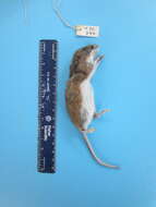 Image of White-footed Deermouse