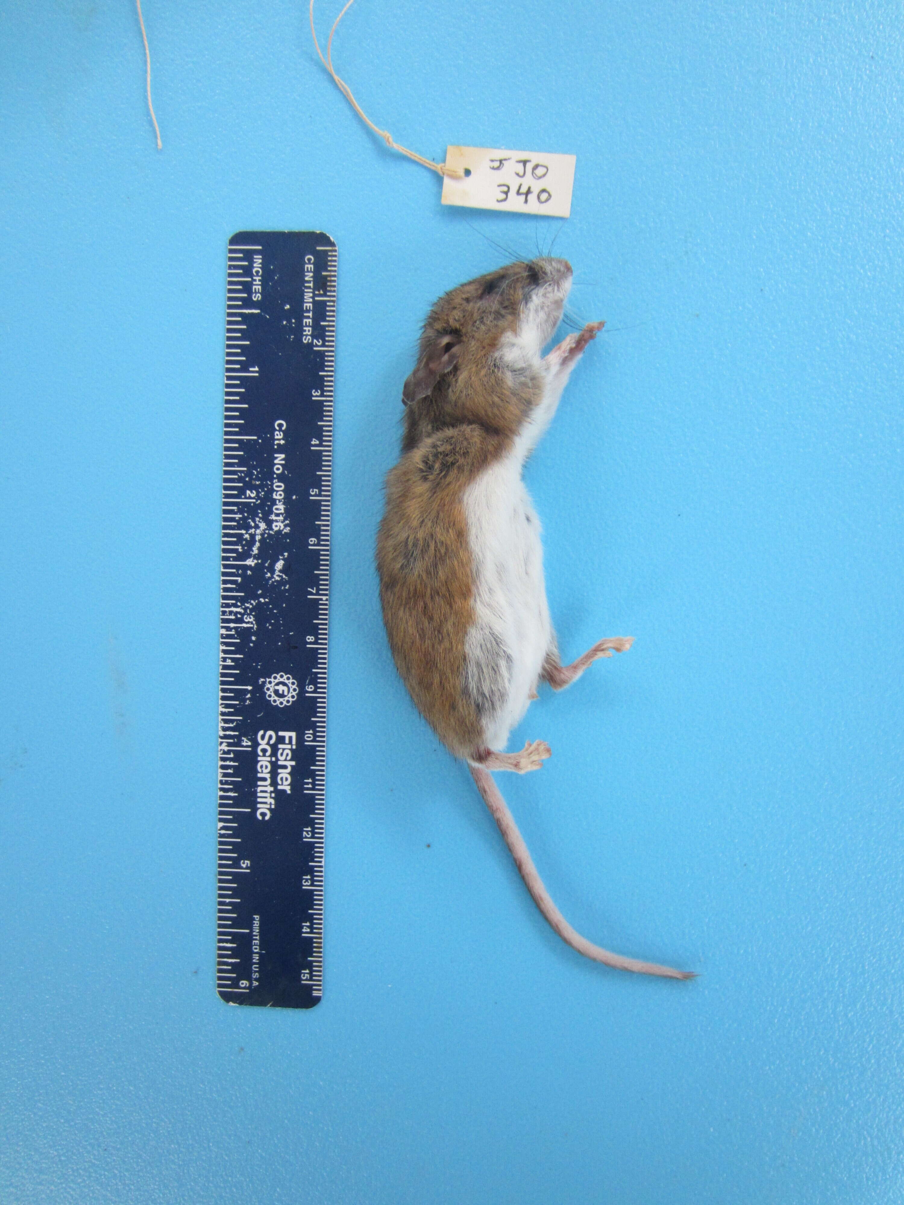 Image of White-footed Deermouse