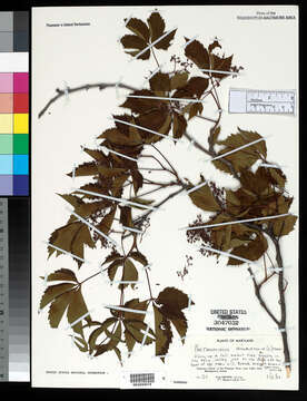 Image of Virginia creeper