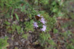 Слика од Liatris squarrulosa Michx.