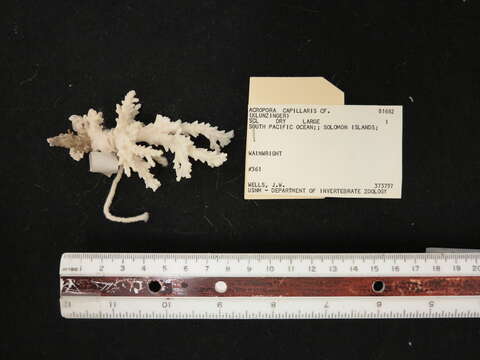 Sivun Acropora capillaris (Klunzinger 1879) kuva
