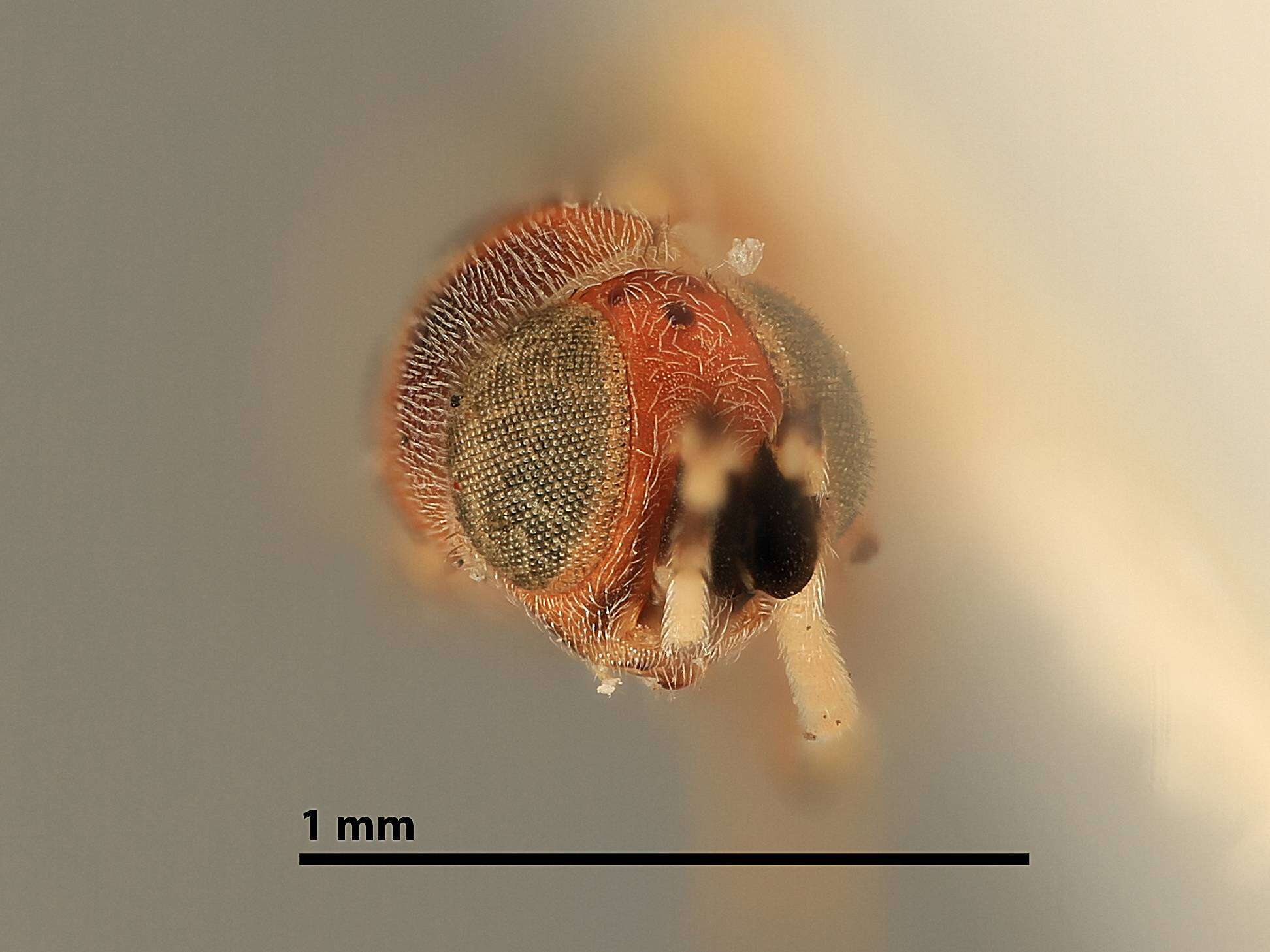 Image of Encyrtid parasitoid