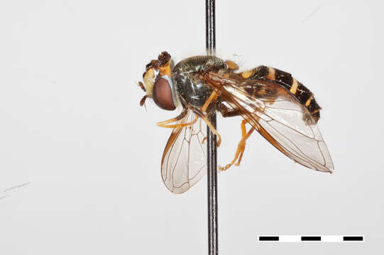 Image of Dasysyrphus richardi Locke & Skevington 2013