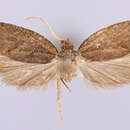 Image of Dichelopa meligma Clarke 1986