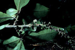 Image de Myrsine adamsonii Fosberg & Sachet