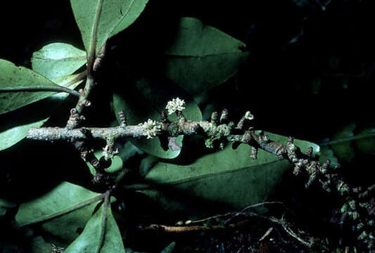 Image of Myrsine adamsonii Fosberg & Sachet