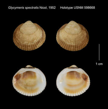 Image of Glycymeris spectralis Nicol 1952