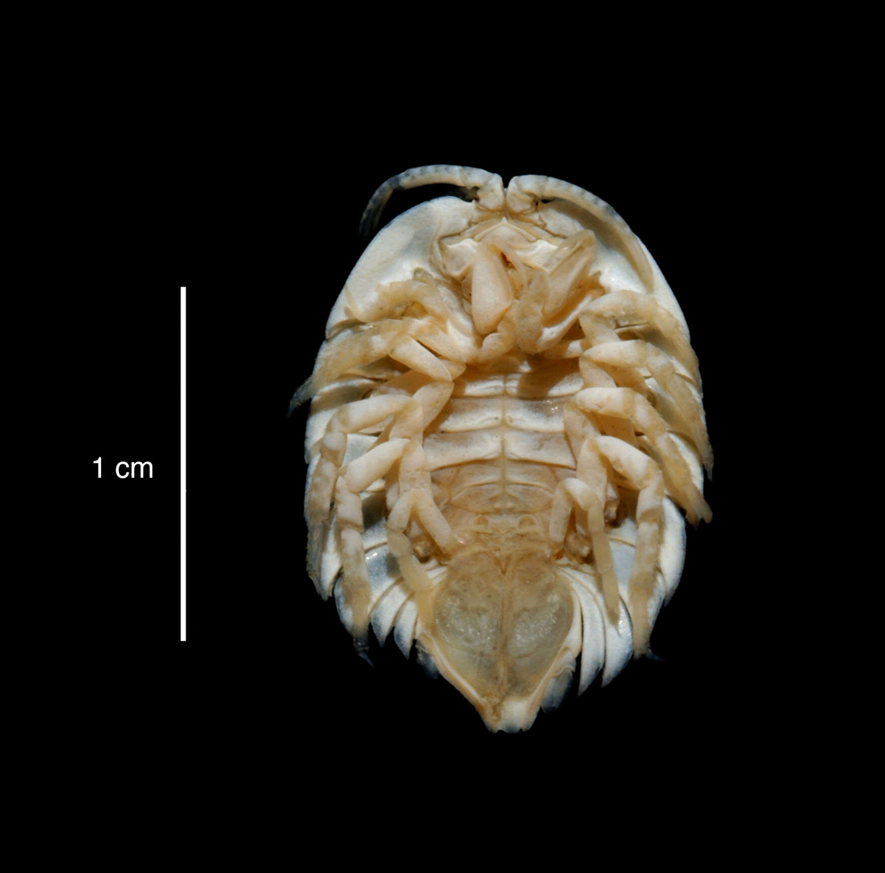 صورة Septemserolis septemcarinata (Miers 1875)