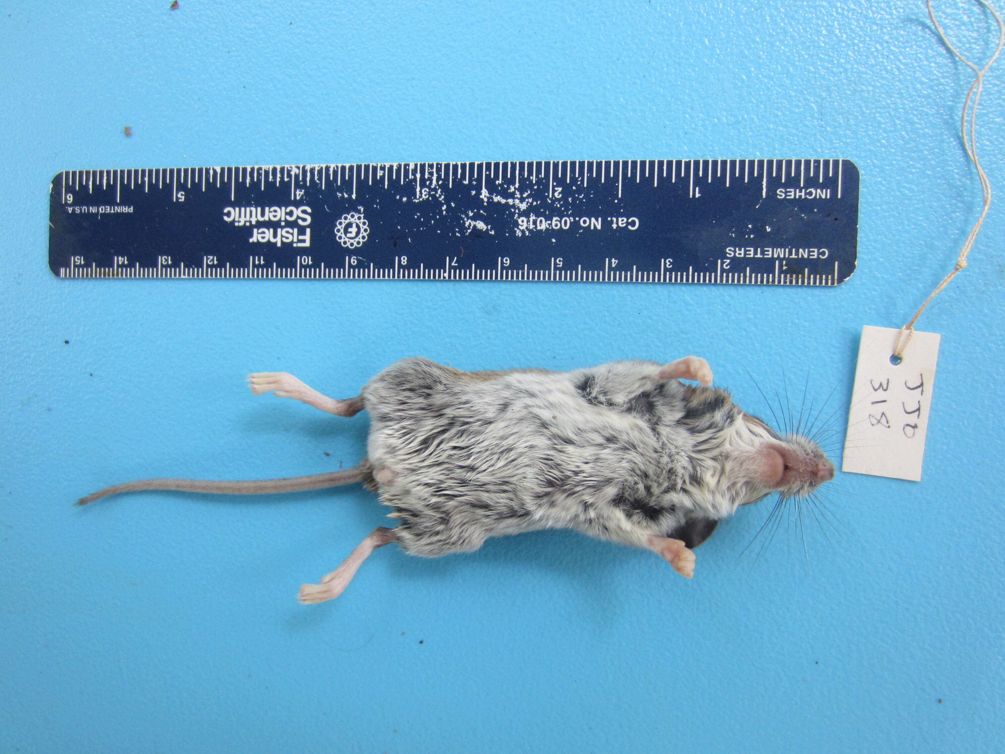 Image of White-footed Deermouse