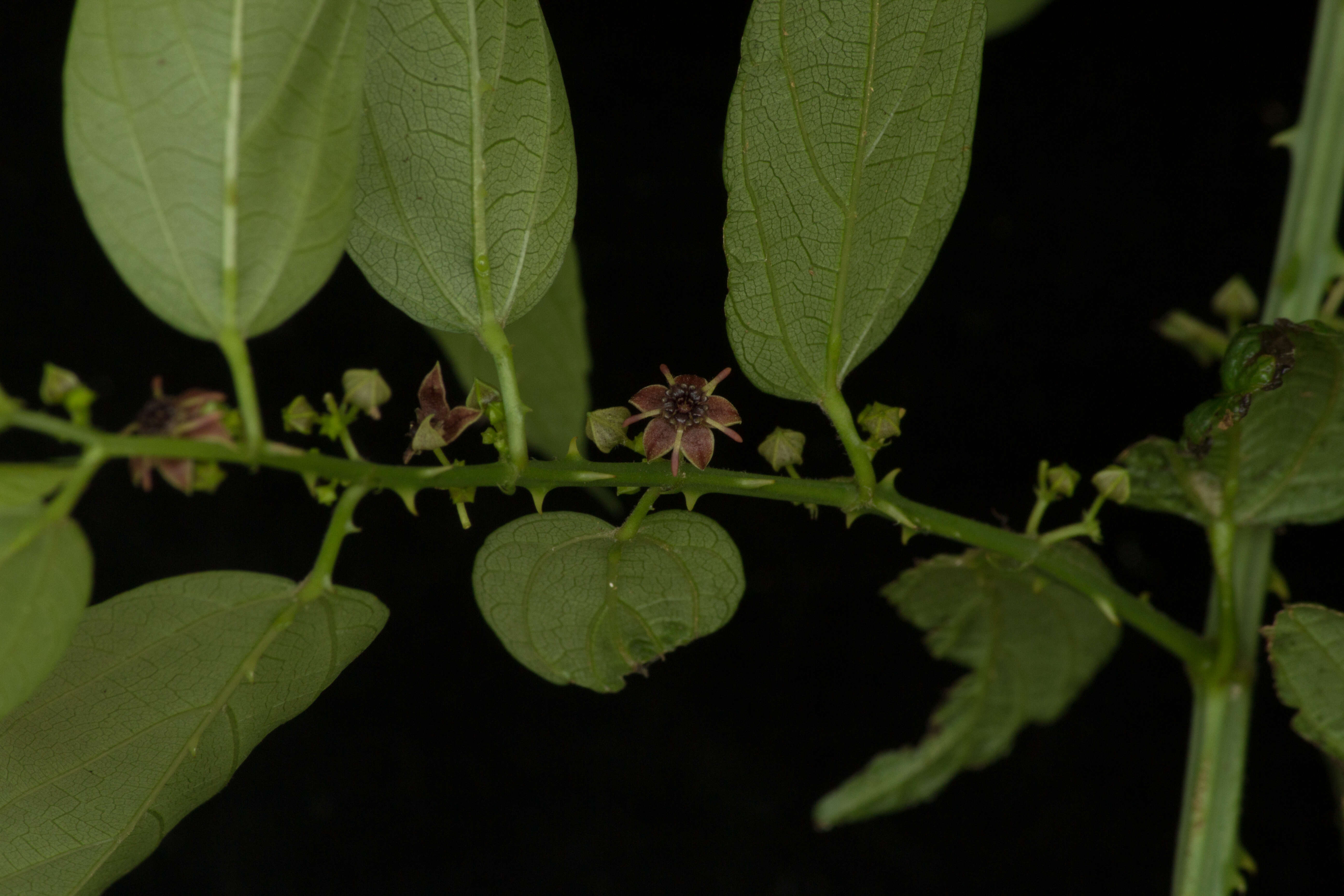 Image of Byttneria aculeata (Jacq.) Jacq.