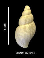 Image of Prosiphonidae