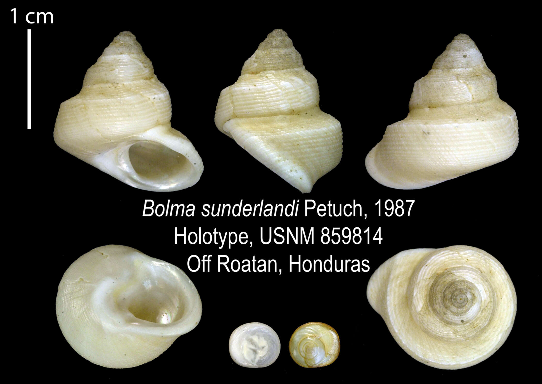 Sivun Cantrainea sunderlandi (Petuch 1987) kuva