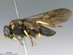 Image of Taxonus Hartig 1837