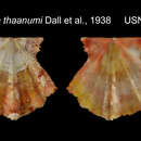 Image of Mirapecten thaanumi Dall, Bartsch & Rehder 1938