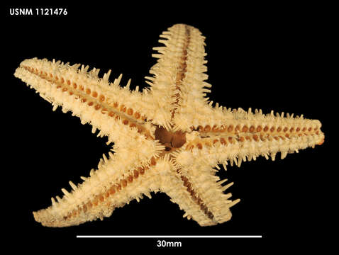 Image of Pectinaster filholi echinatus (Sladen 1889)