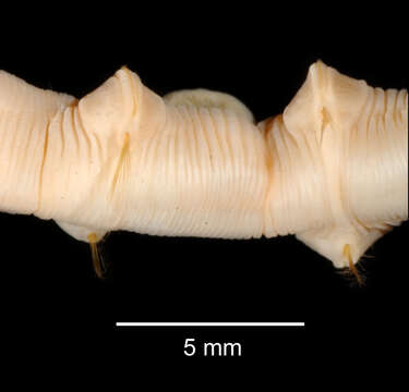 Image of Abyssoclymene annularis Hartman 1967