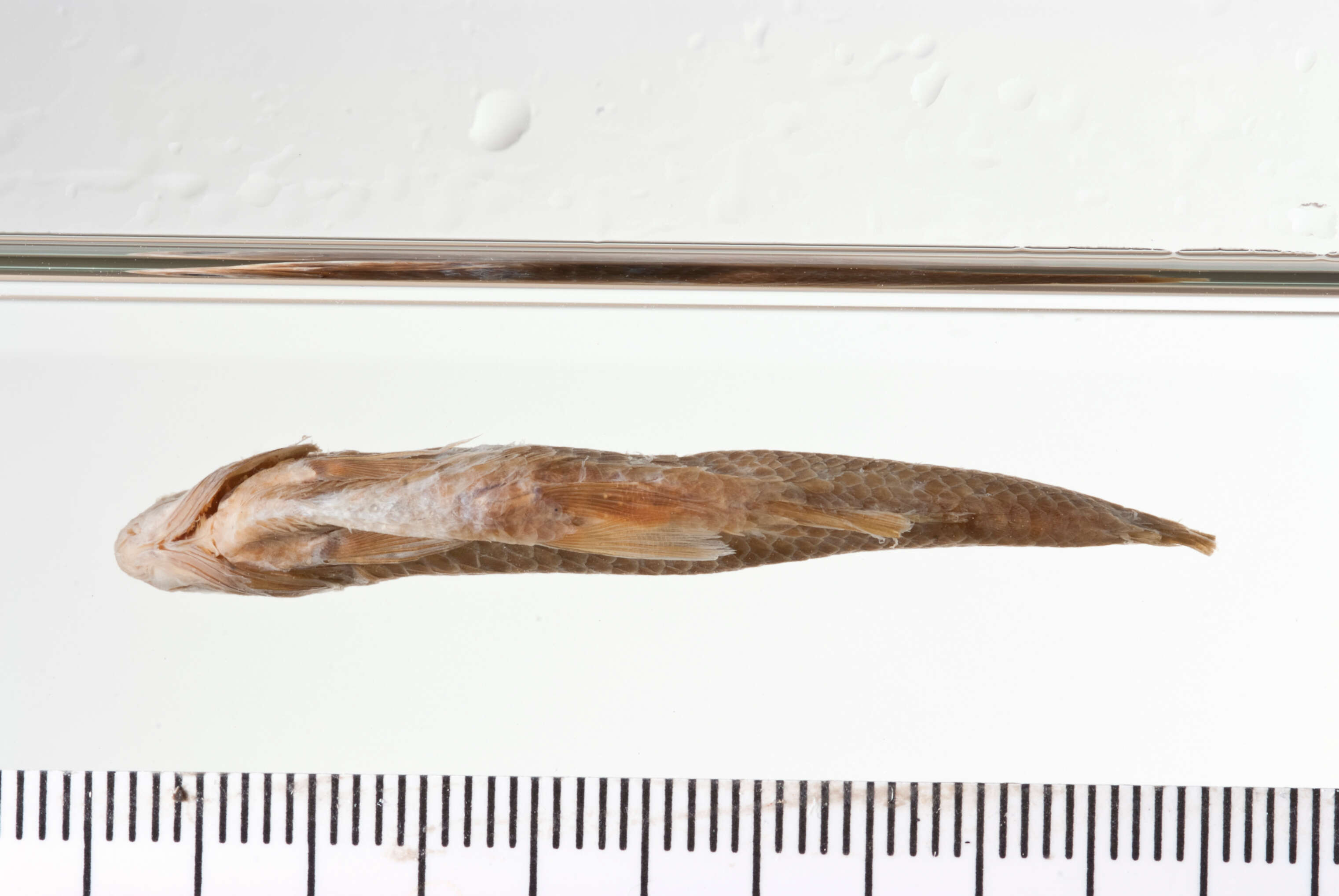 Image of Acheilognathus deignani (Smith 1945)