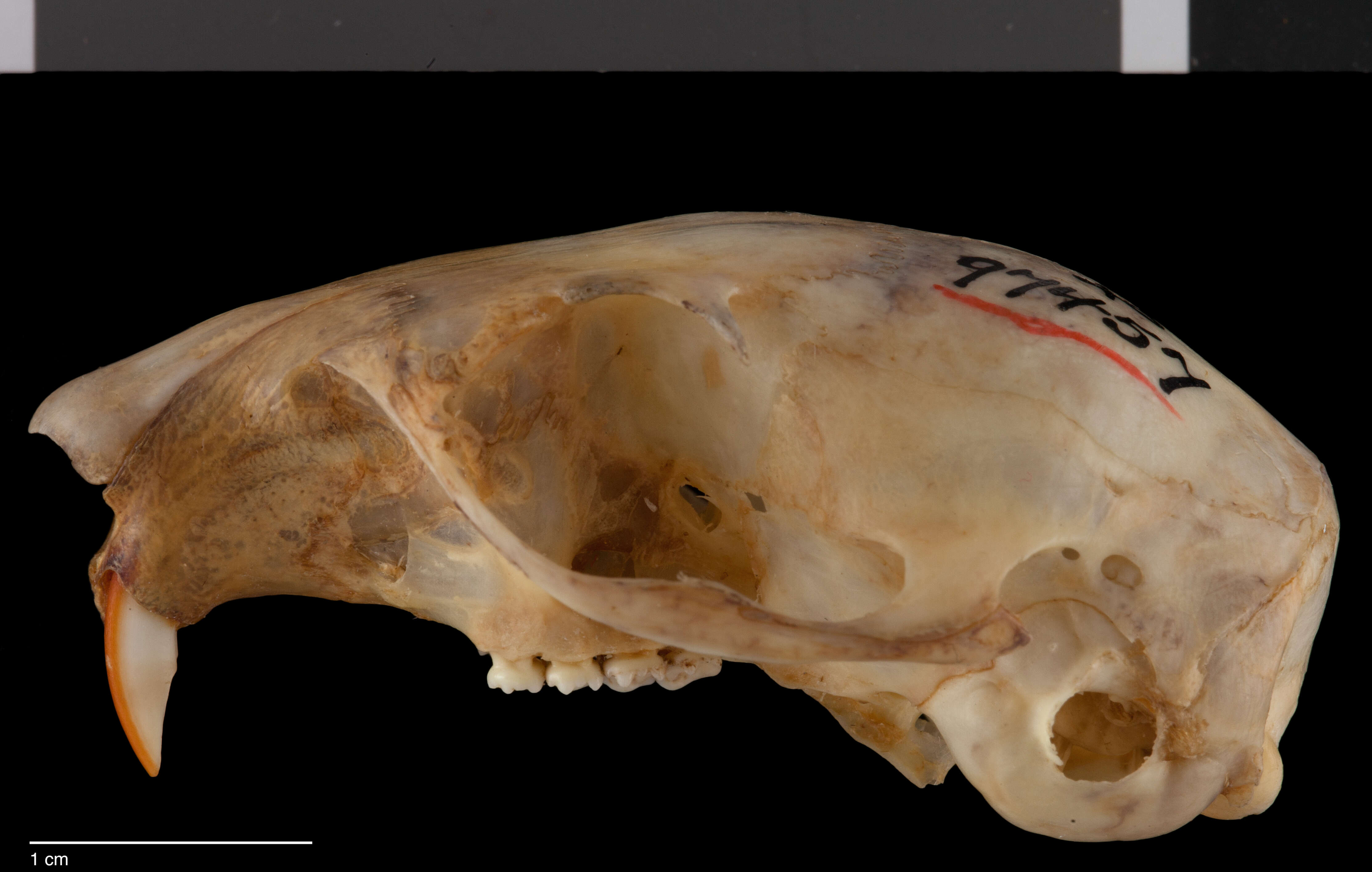 Sivun Tamiasciurus hudsonicus petulans (Osgood 1900) kuva