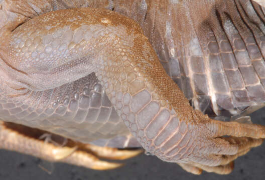 Image of Amazon Racerunner