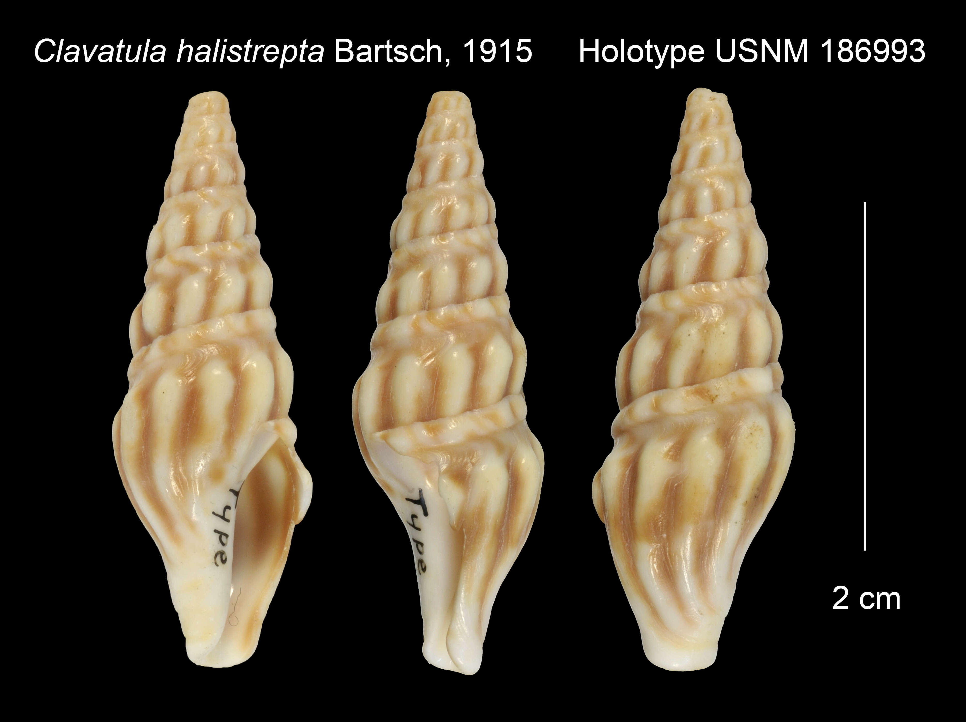Sivun Clionella halistrepta (Bartsch 1915) kuva