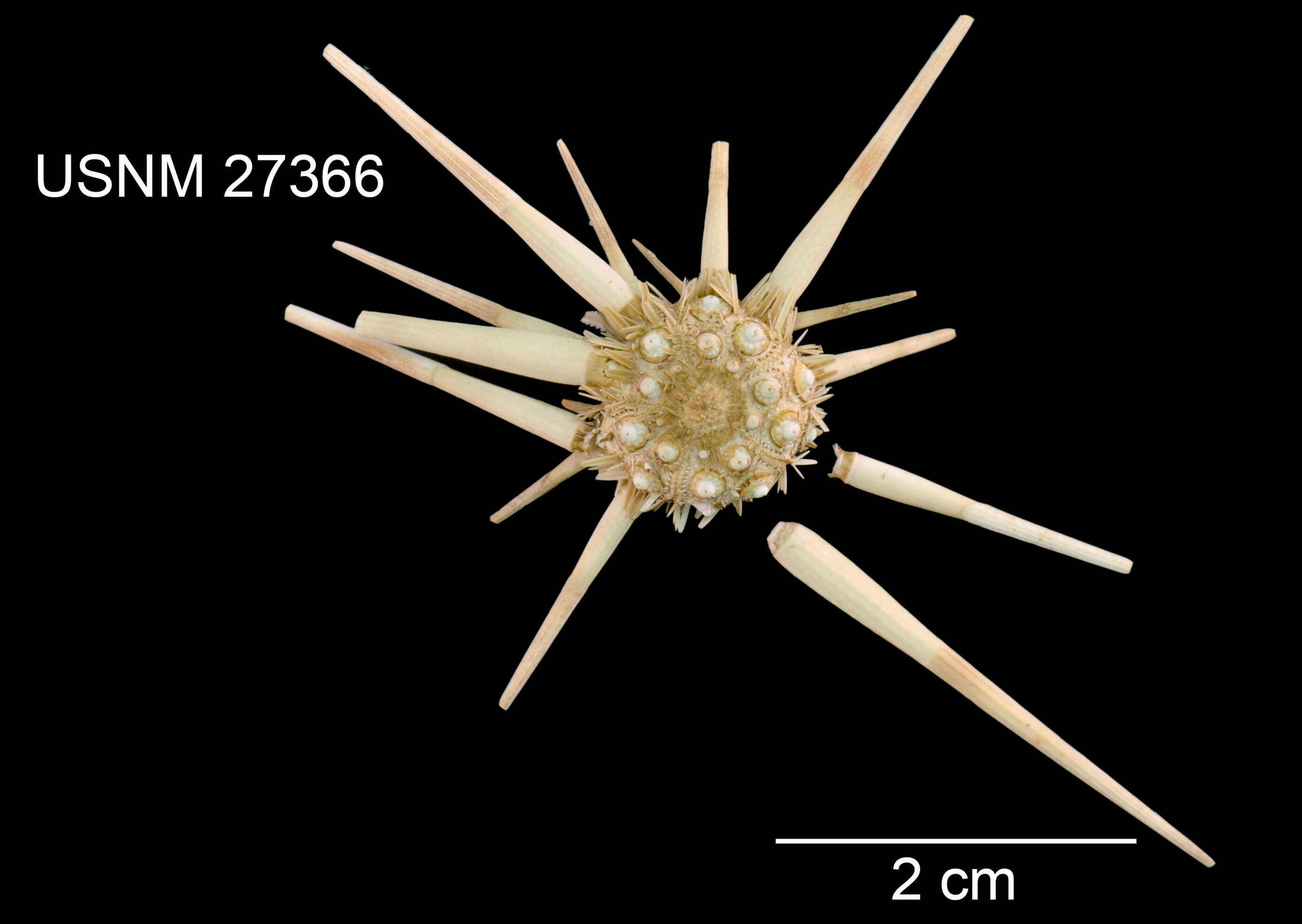 Image of Acanthocidaris hastigera A. Agassiz & H. L. Clark 1907