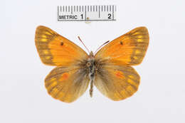 Image of Colias thisoa Ménétriès 1832