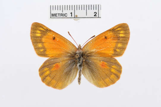 Colias thisoa Ménétriès 1832的圖片