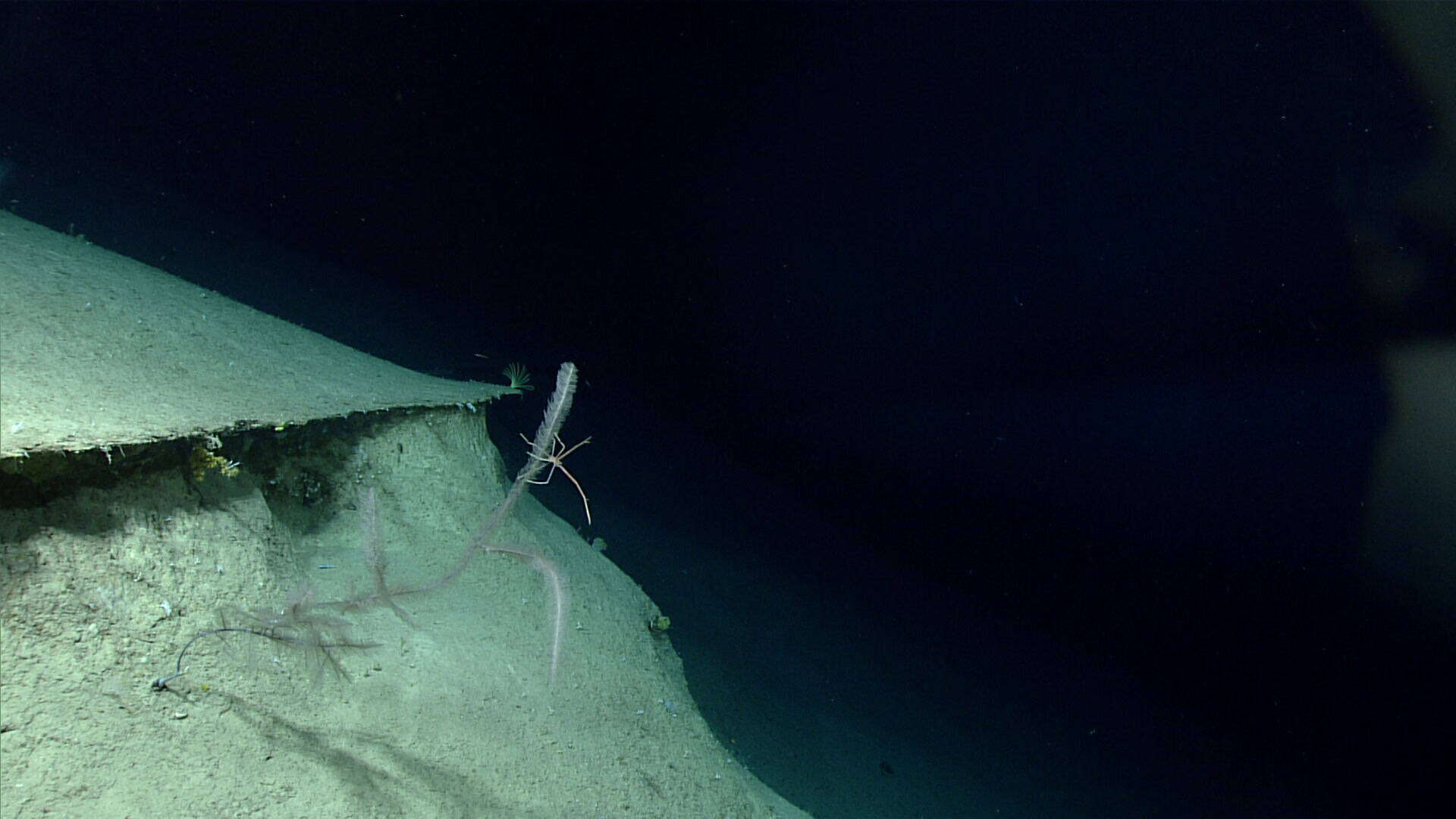 Image of Four-stick Black Coral