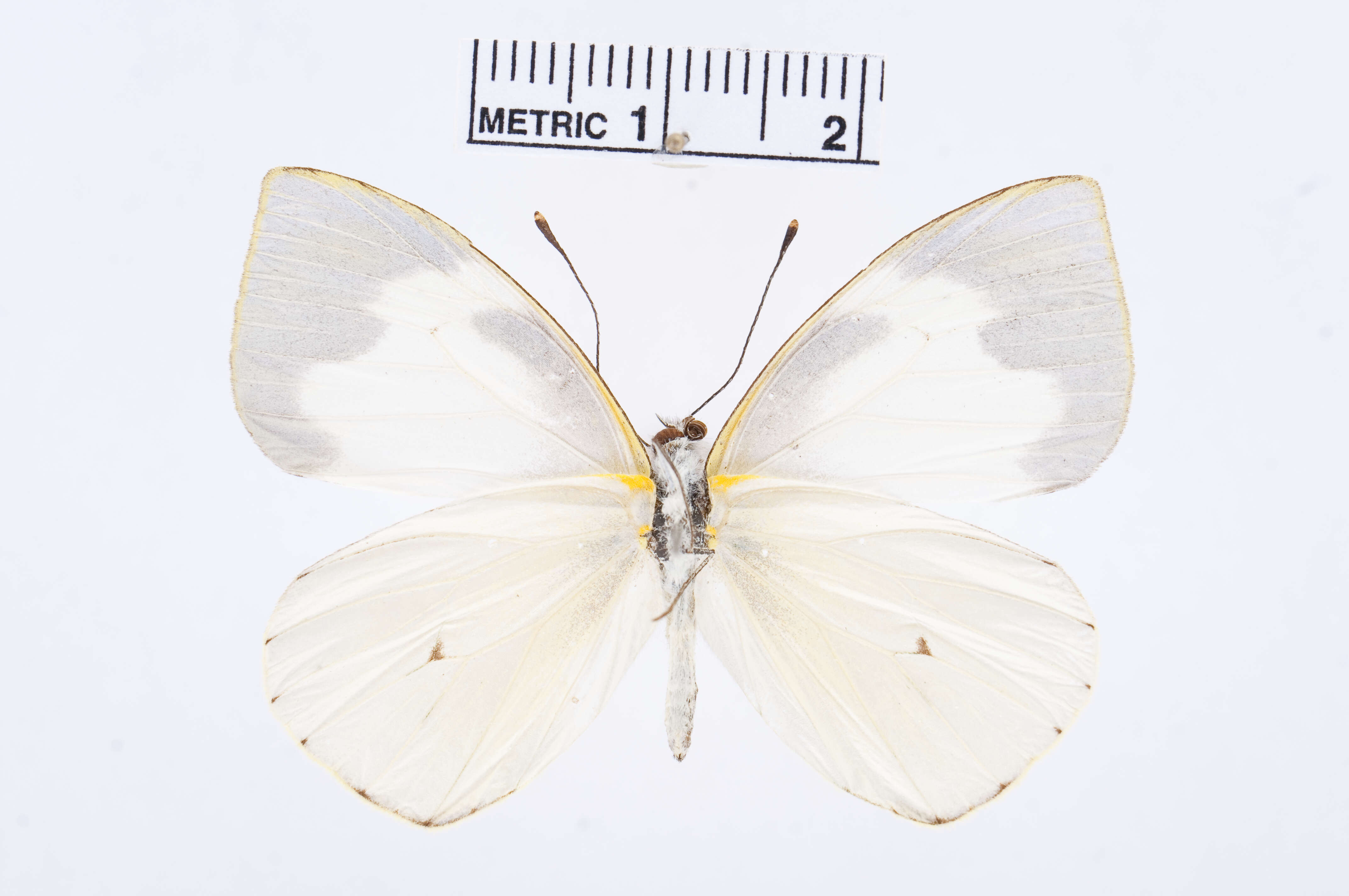 Image de Leptophobia eleusis (Lucas 1852)