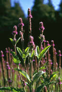 Image de Verbena macdougalii A. Heller