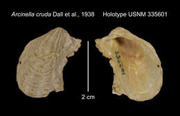 Sivun Cardita hawaiensis (Dall, Bartsch & Rehder 1938) kuva