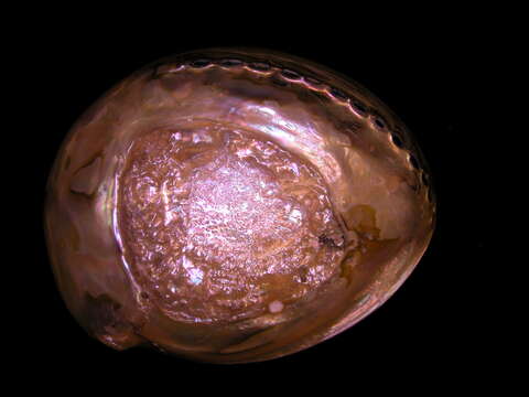 Image of Black Abalone