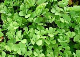 Image of villous waterclover