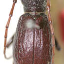 Image of Morimopsis truncatipennis Breuning 1940