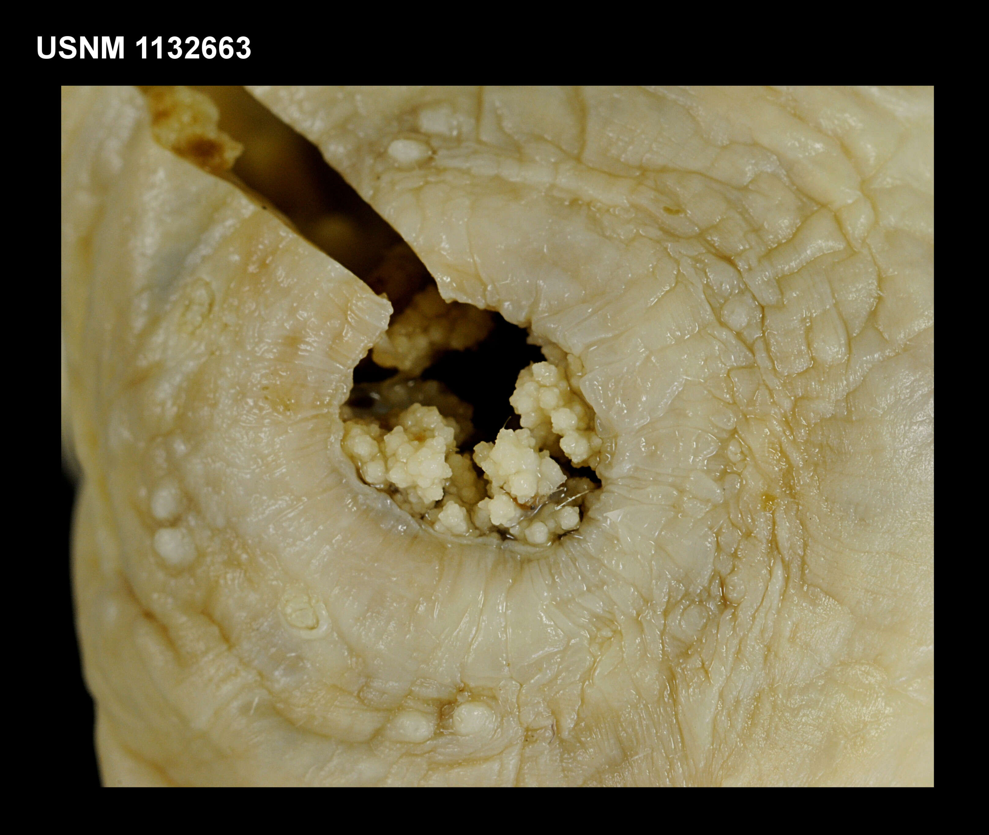 صورة Echinopsolus splendidus (Gutt 1990)