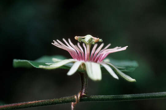 Image de Passiflora rubra L.