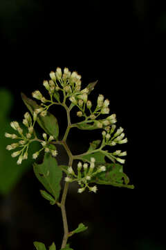 Image of Archibaccharis hirtella (DC.) Heering