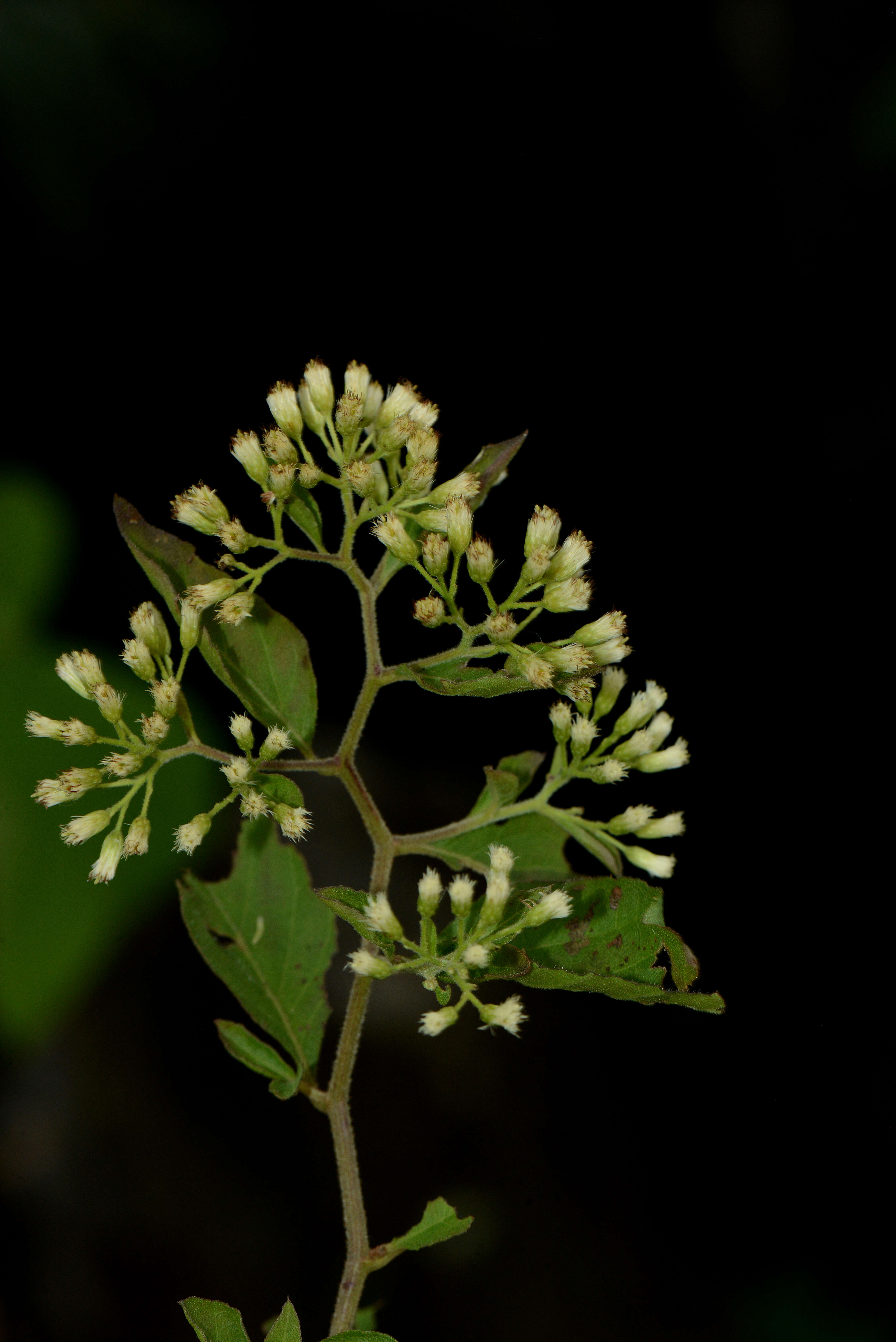 Archibaccharis hirtella (DC.) Heering resmi