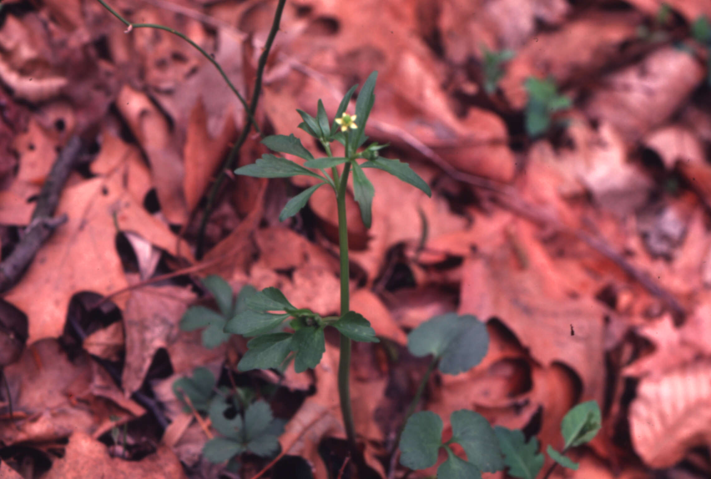 Image of littleleaf buttercup