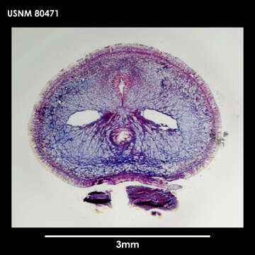 Image of Baseodiscus antarcticus Baylis 1915