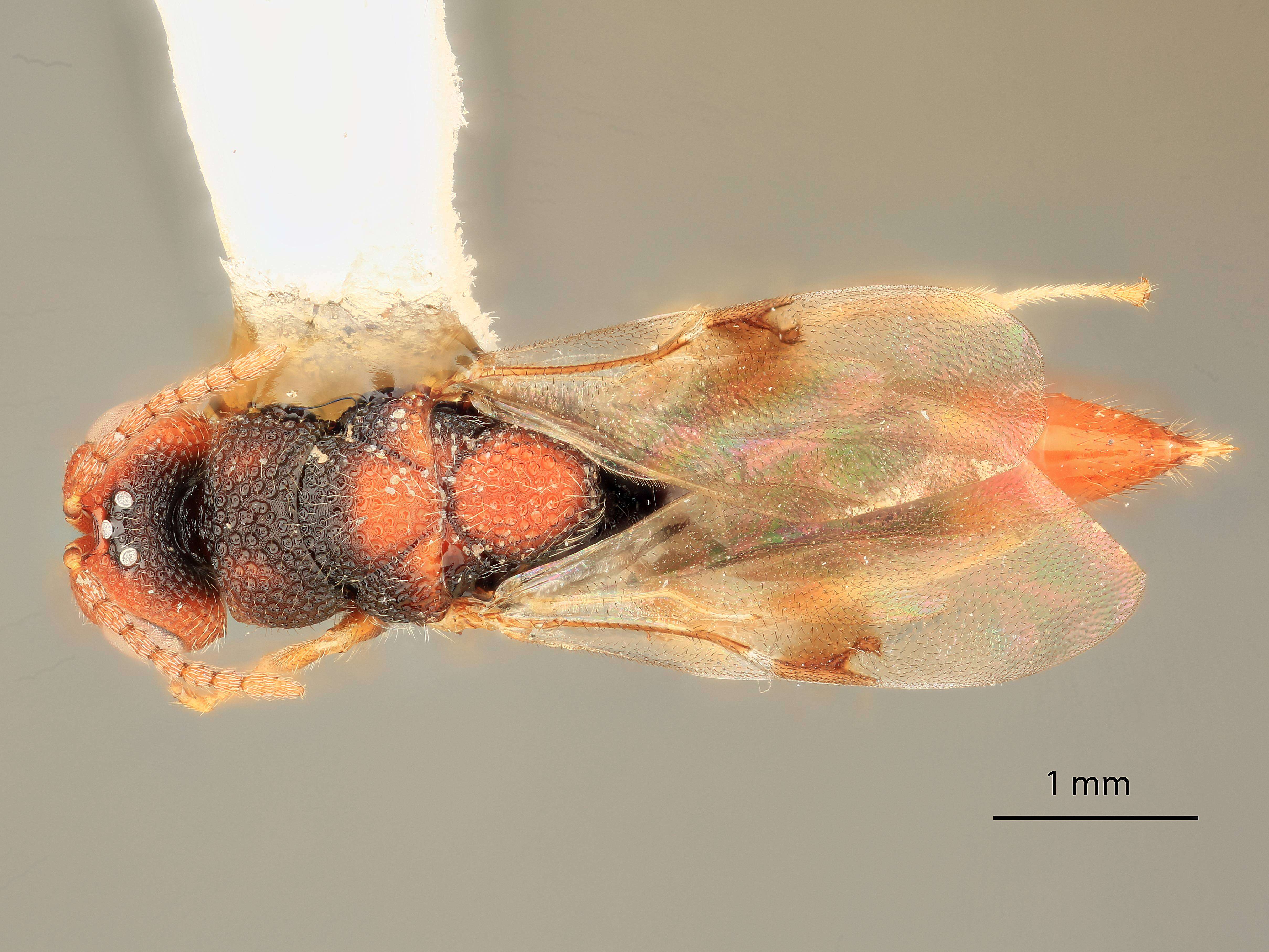 Image of Bephratelloides ablusus Grissell & Foster 1996