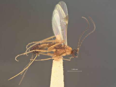 Image of Macrocentrus incompletus Muesebeck 1932