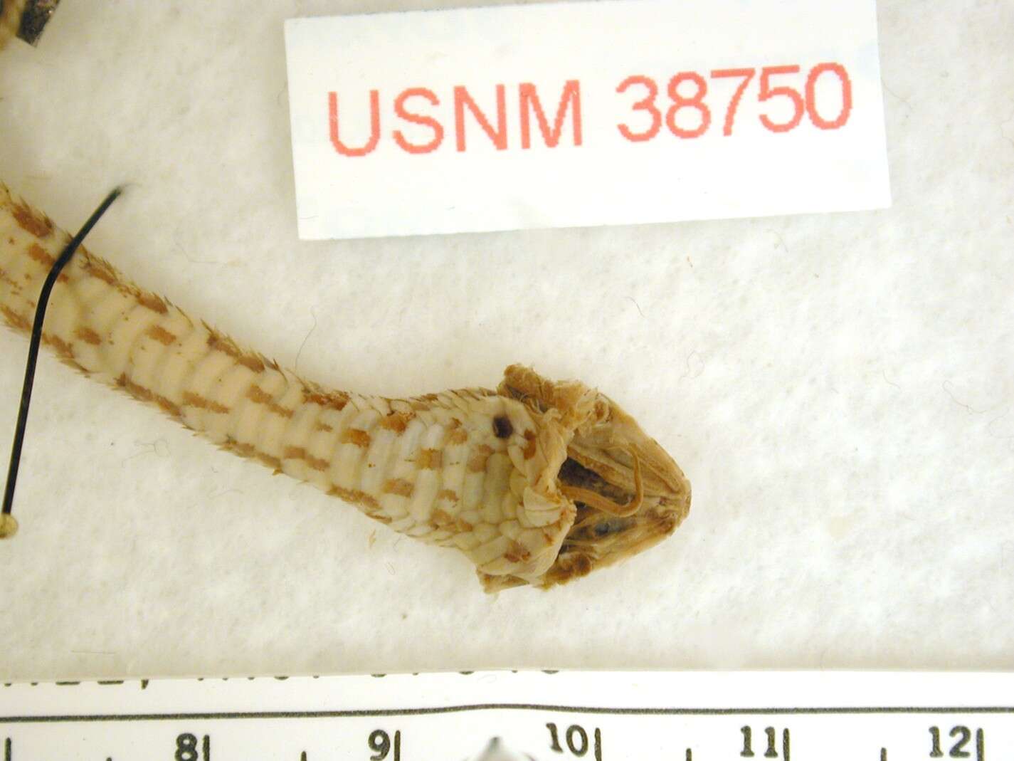 Image of Stejneger's Snail Sucker