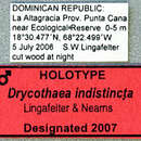 Image of Drycothaea indistincta Lingafelter & Nearns 2007