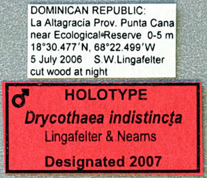 Image of Drycothaea indistincta Lingafelter & Nearns 2007