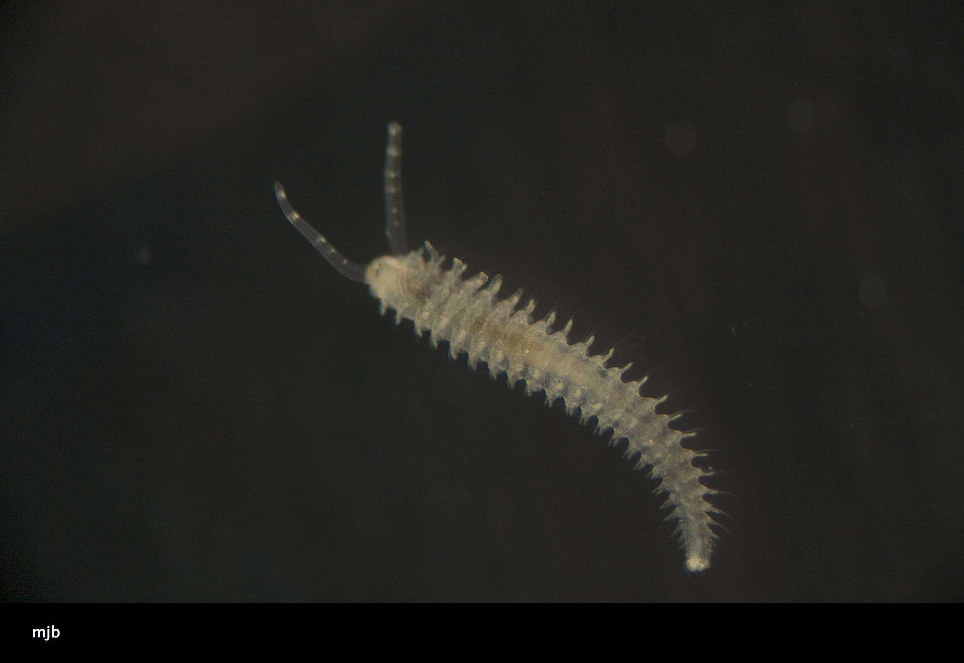 Image of Spionidae