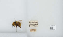 Plancia ëd Bombus distinguendus Morawitz 1869