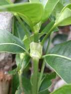 Image of Psychotria hexandra var. hexandra