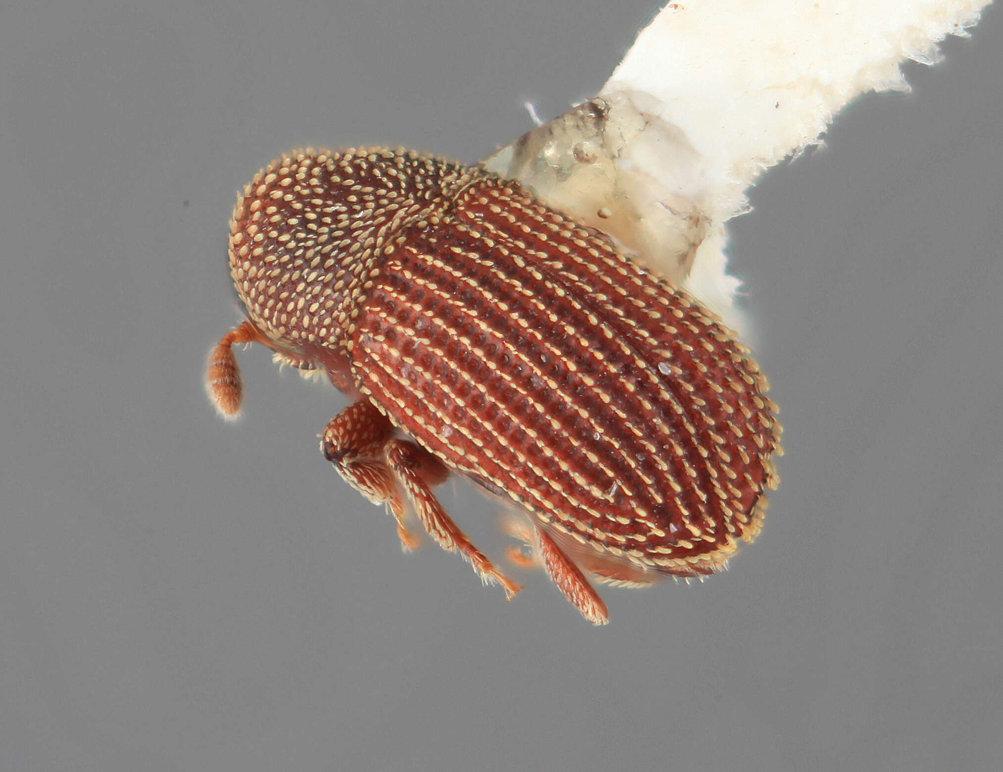 Image of Phloeosinopsioides